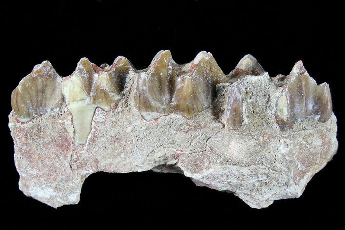 Oreodont Jaw Section With Teeth - South Dakota #81958